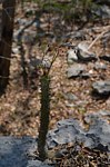 Euphorbia perrieri Tsingy de Namoroka GPS249 Mad 2015_1254.jpg